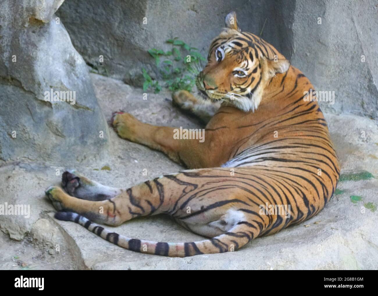 tiger top view 0040