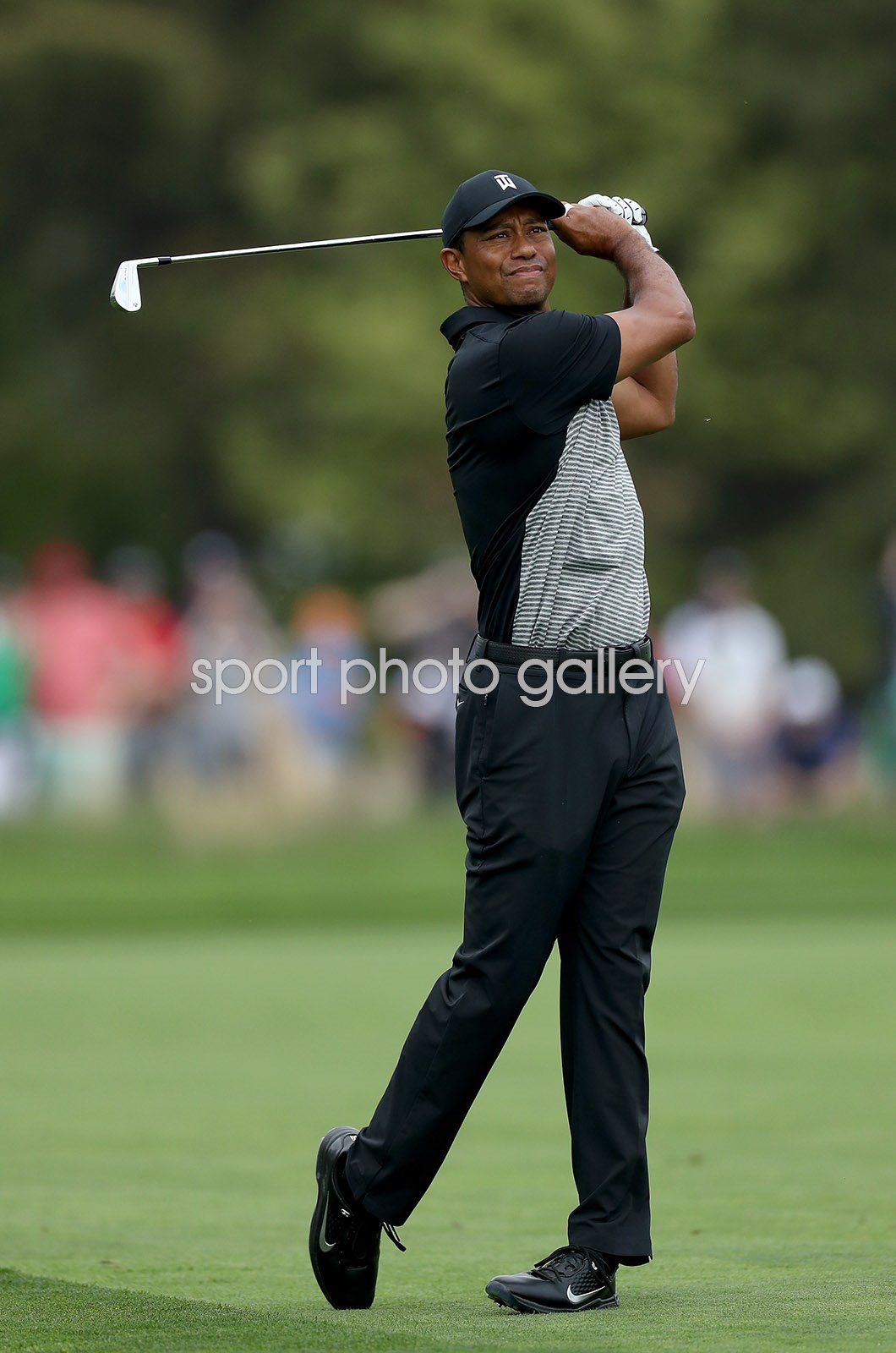 tiger woods majesty