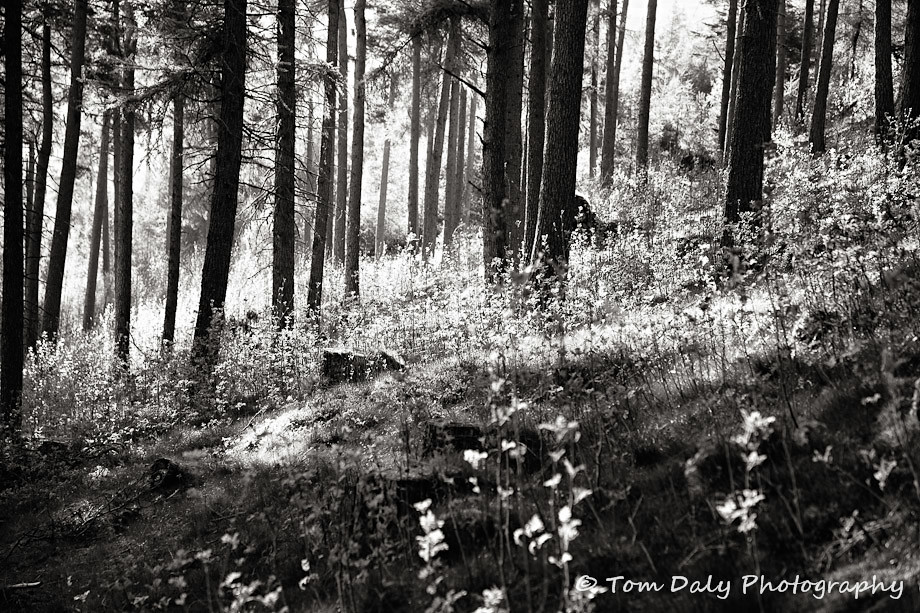 tom daly photography 0024