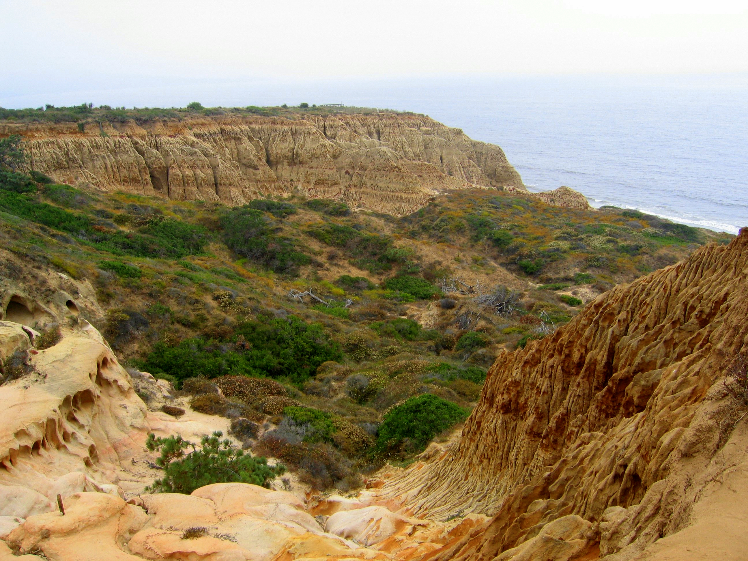 torrey pines images 0025