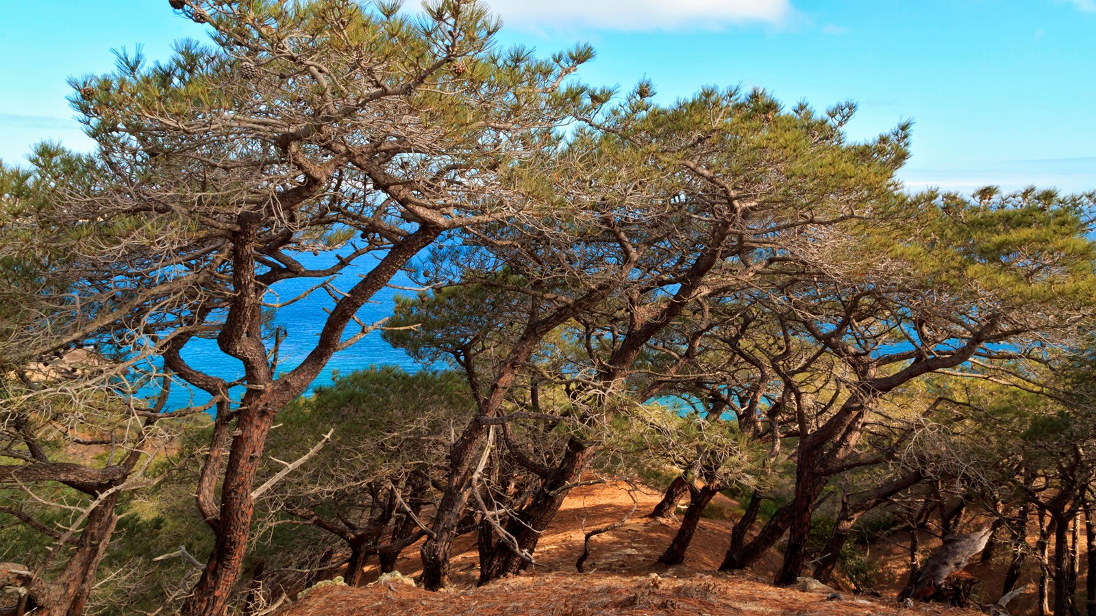 torrey pines images 0028