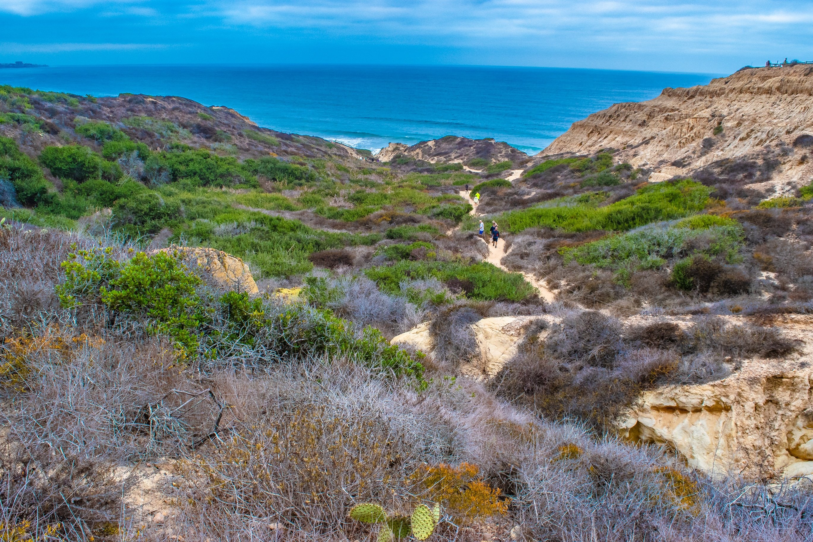 torrey pines images 0030