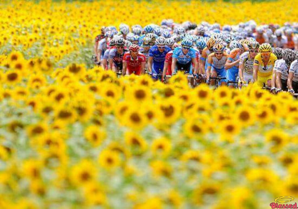 tour de france sunflowers 0015