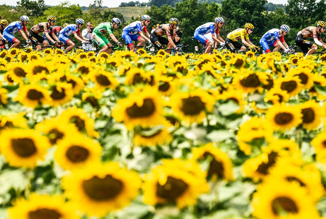tour de france sunflowers 0047