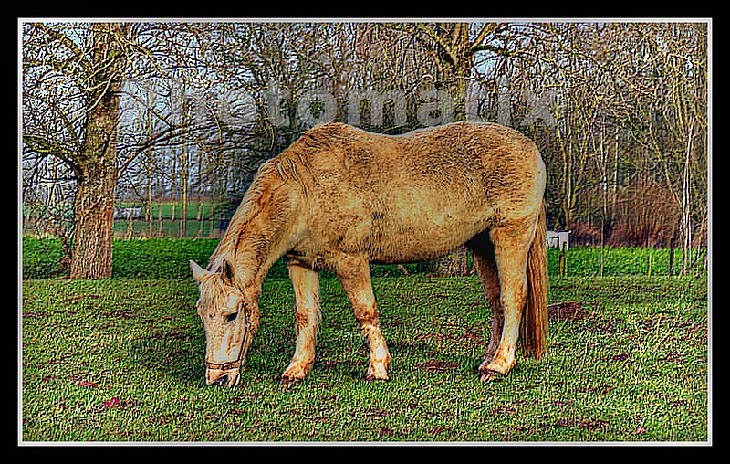 verstappen horse 0023
