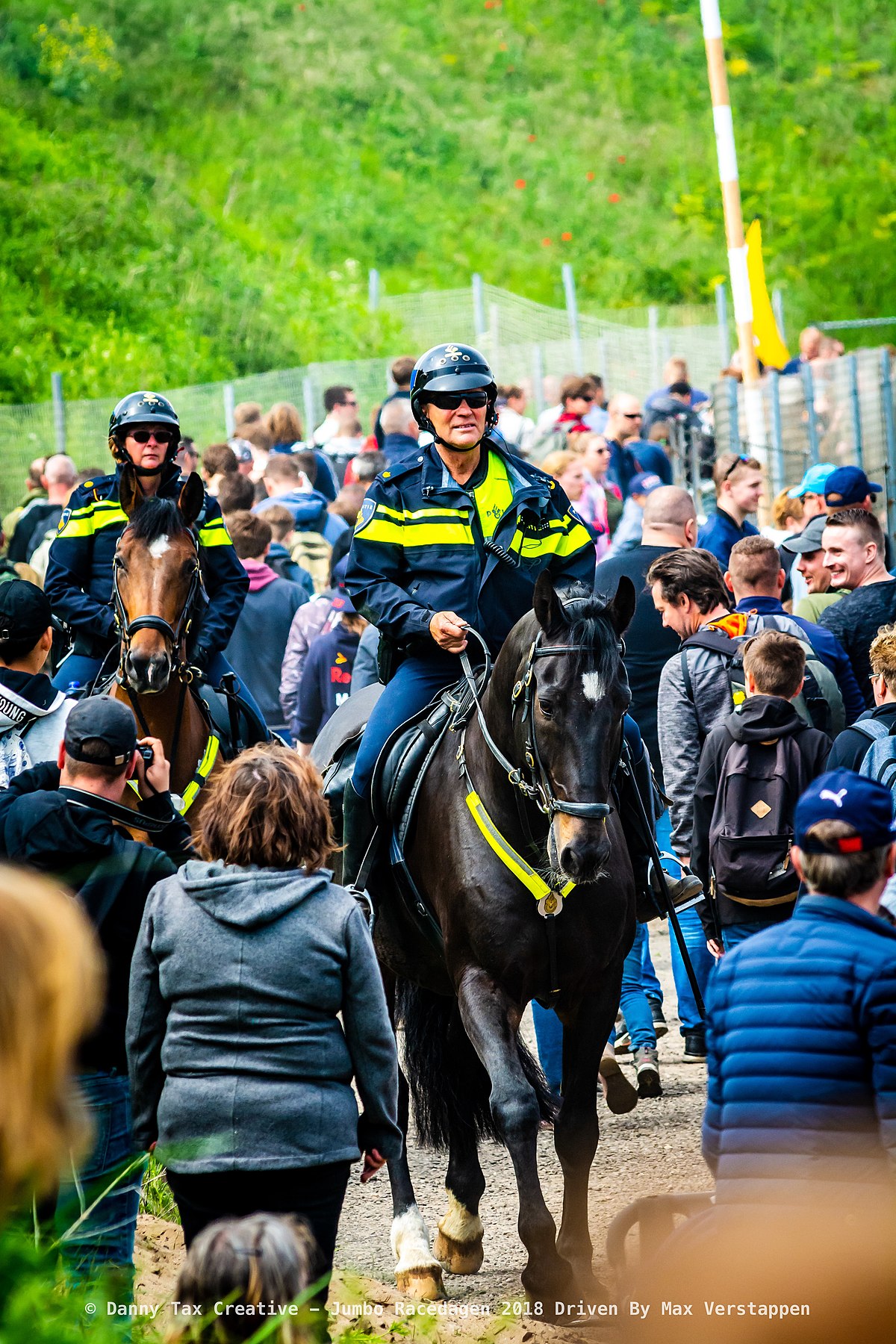 verstappen horse 0040
