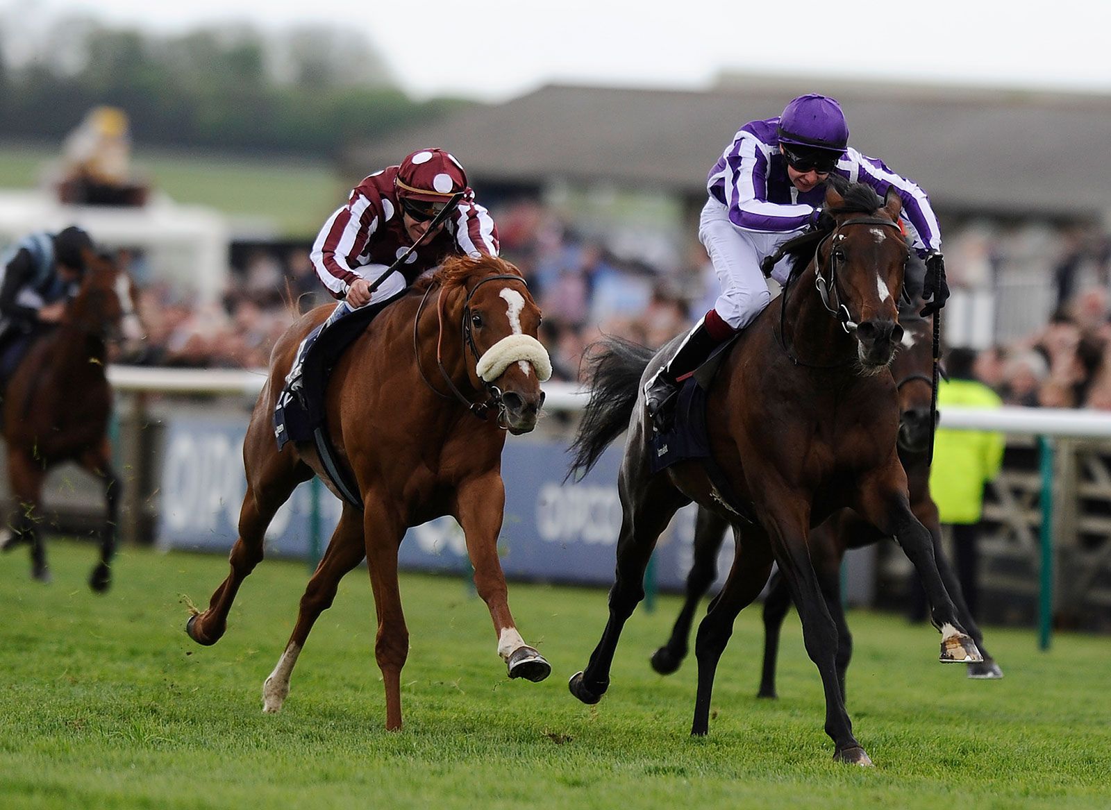 what is 1000 guineas 0046