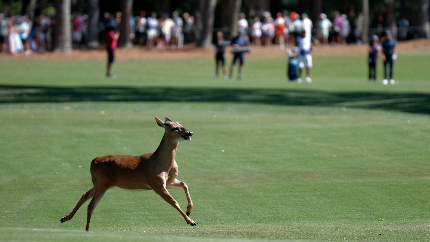 where is the rbc heritage 2022 0018