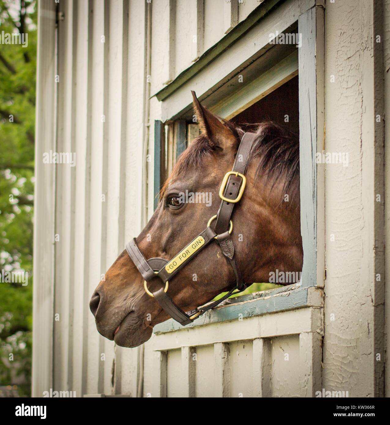 who was the winner of the kentucky derby in 2015 0025