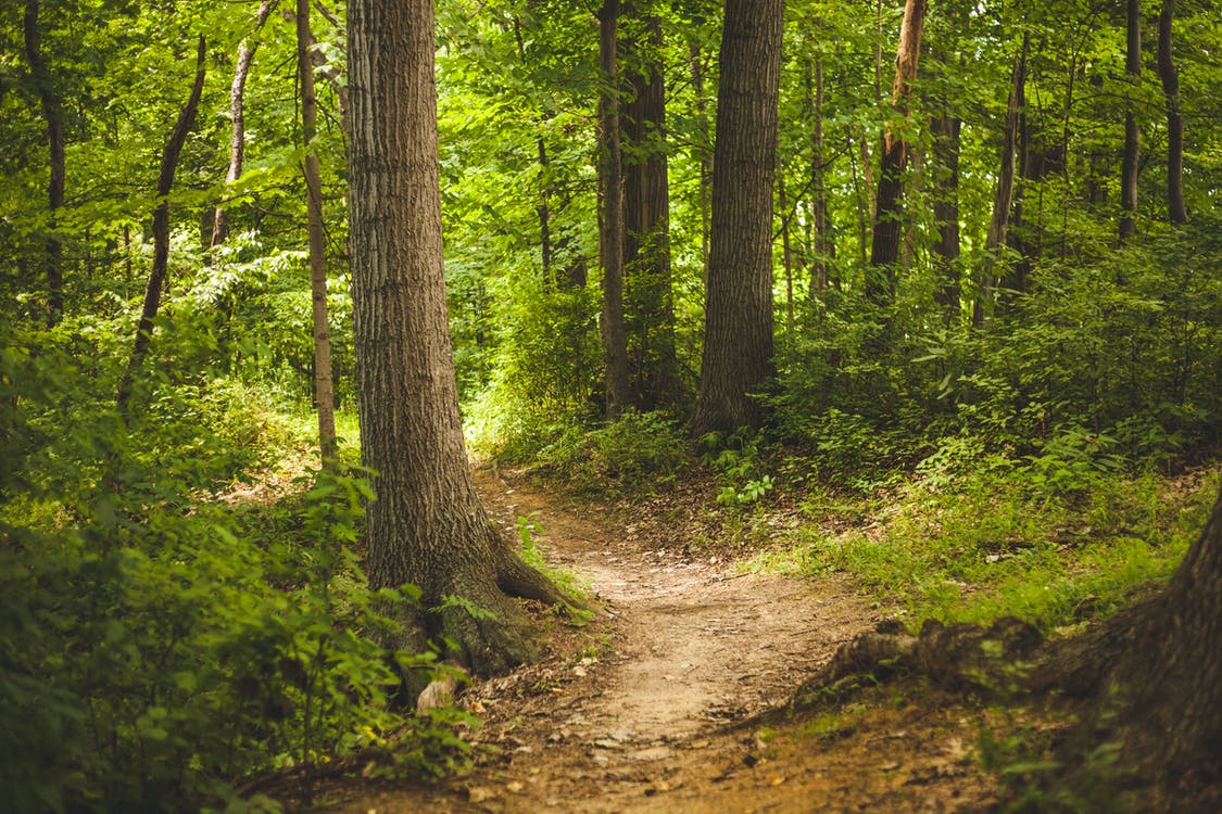 wildlife in forests