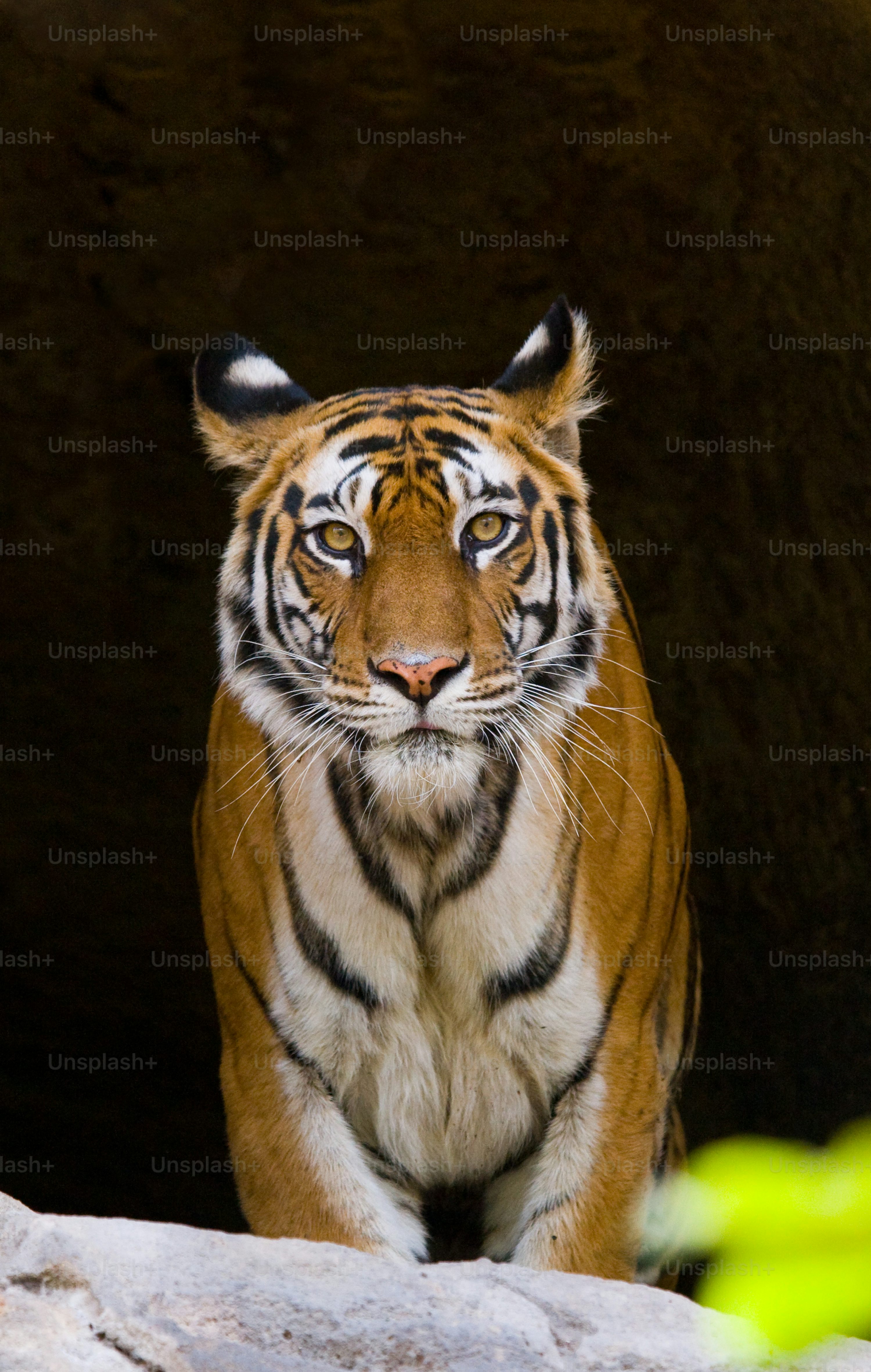 wildlife tiger photography