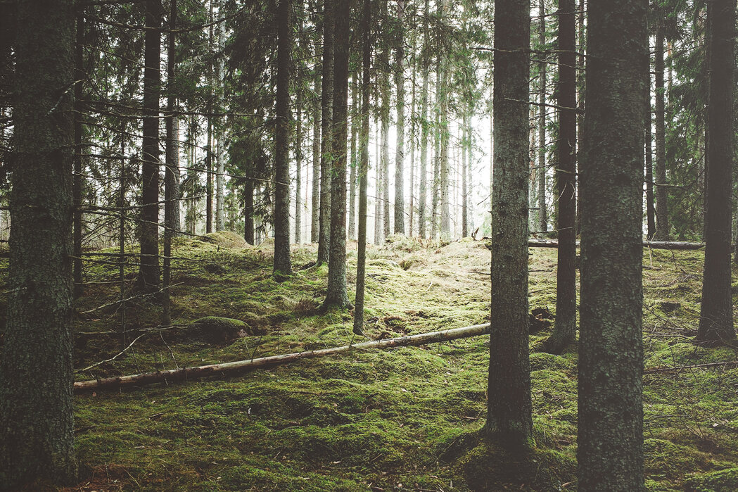 woods image 0011