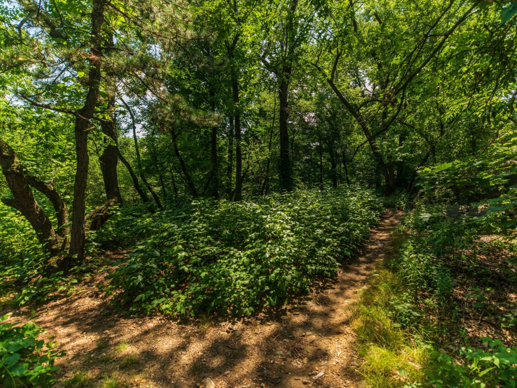 woods image 0013