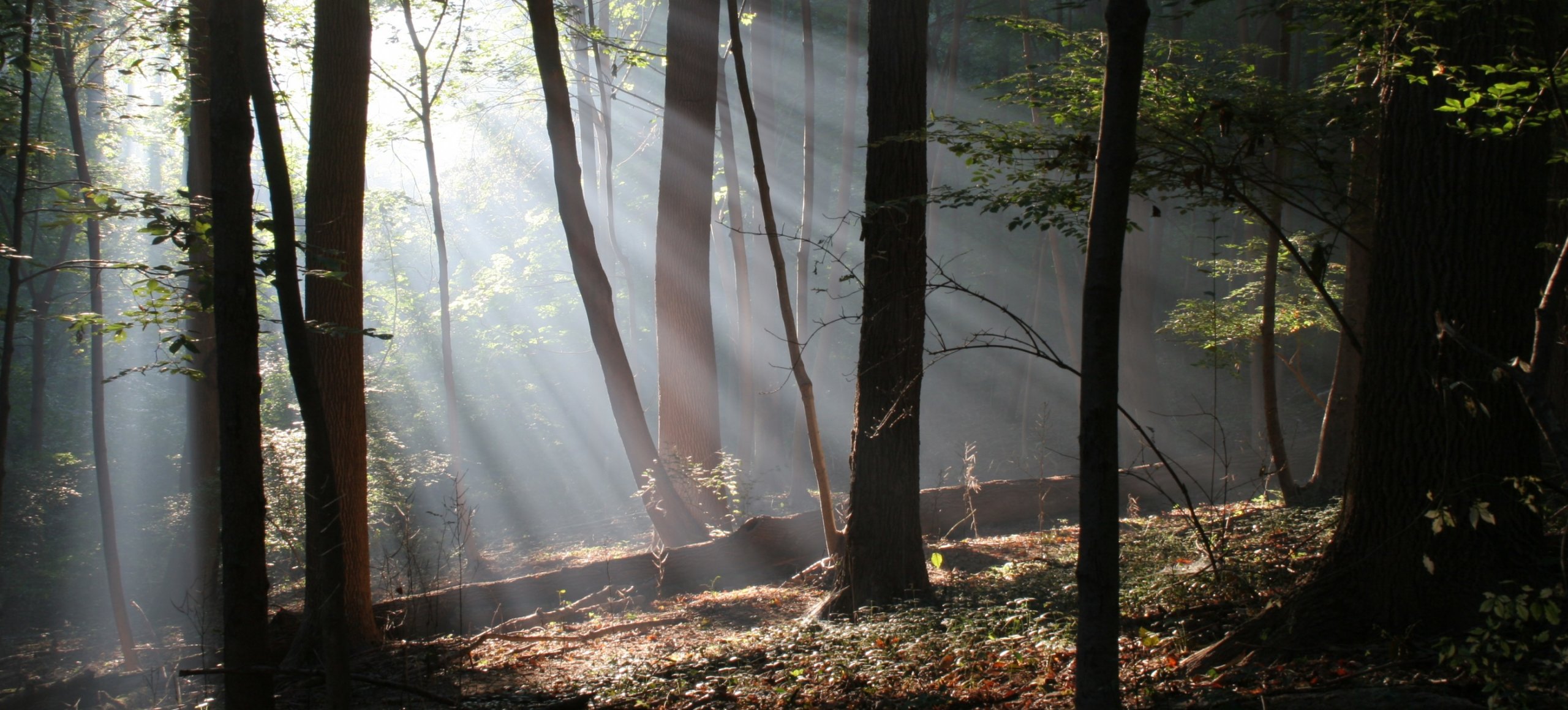 woods image 0014