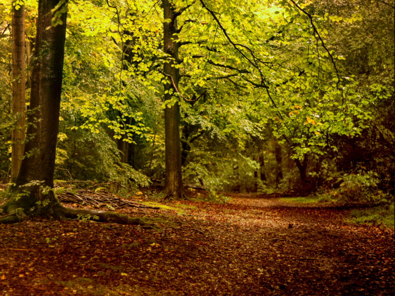 woods image 0015