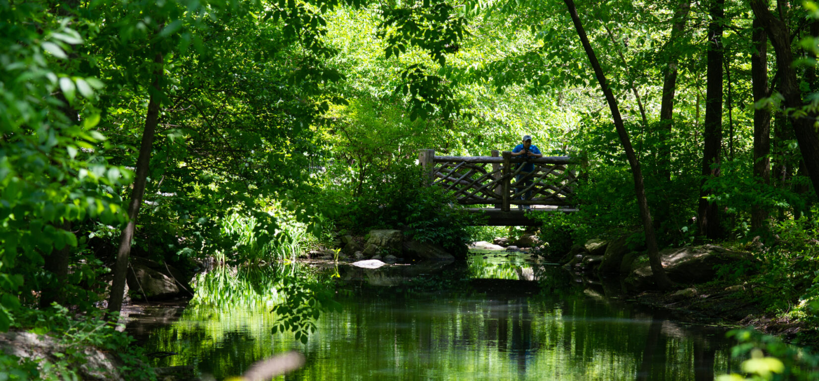 woods image 0016