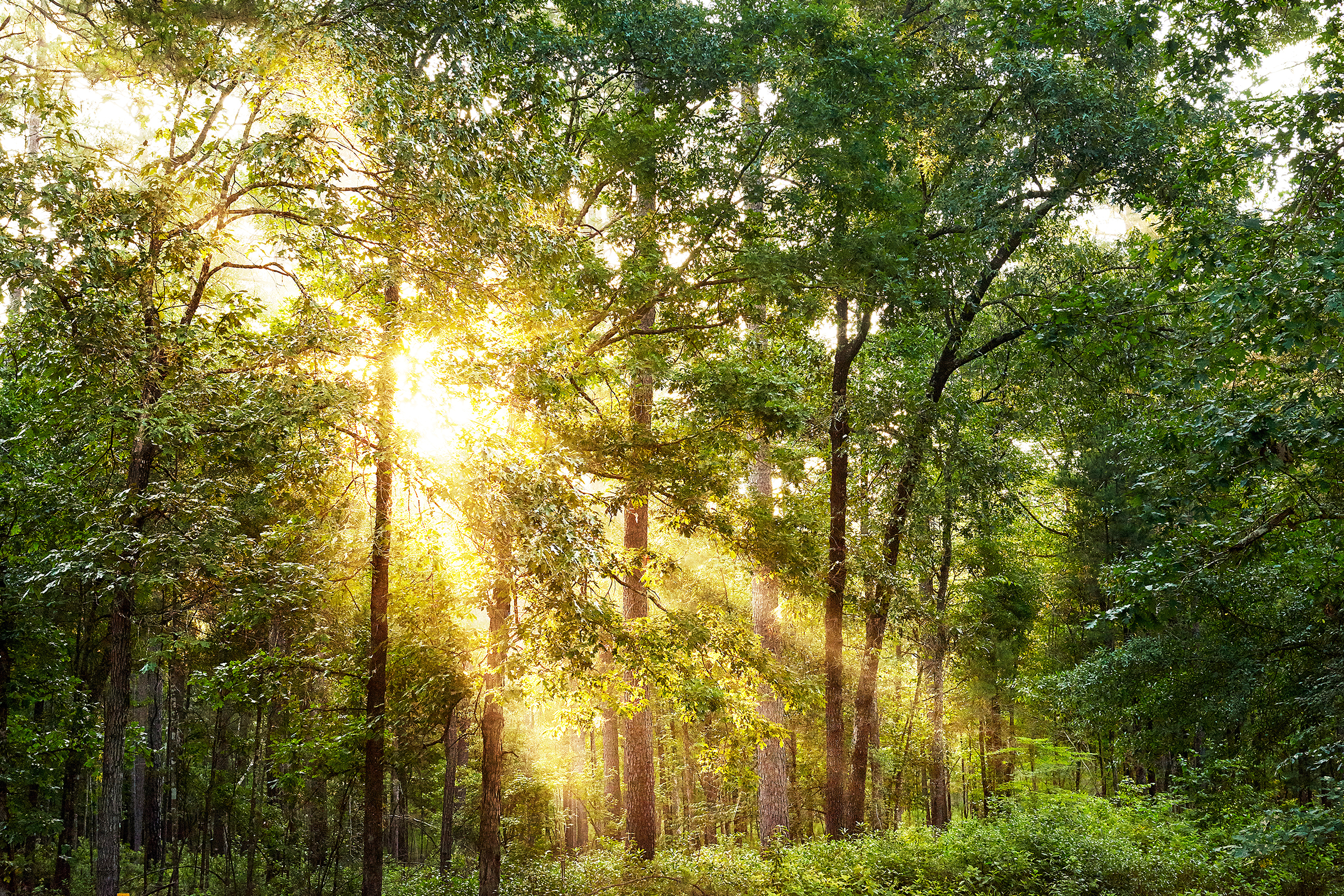 woods image 0018