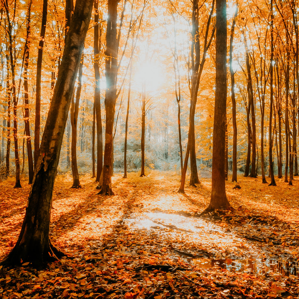 woods image 0019