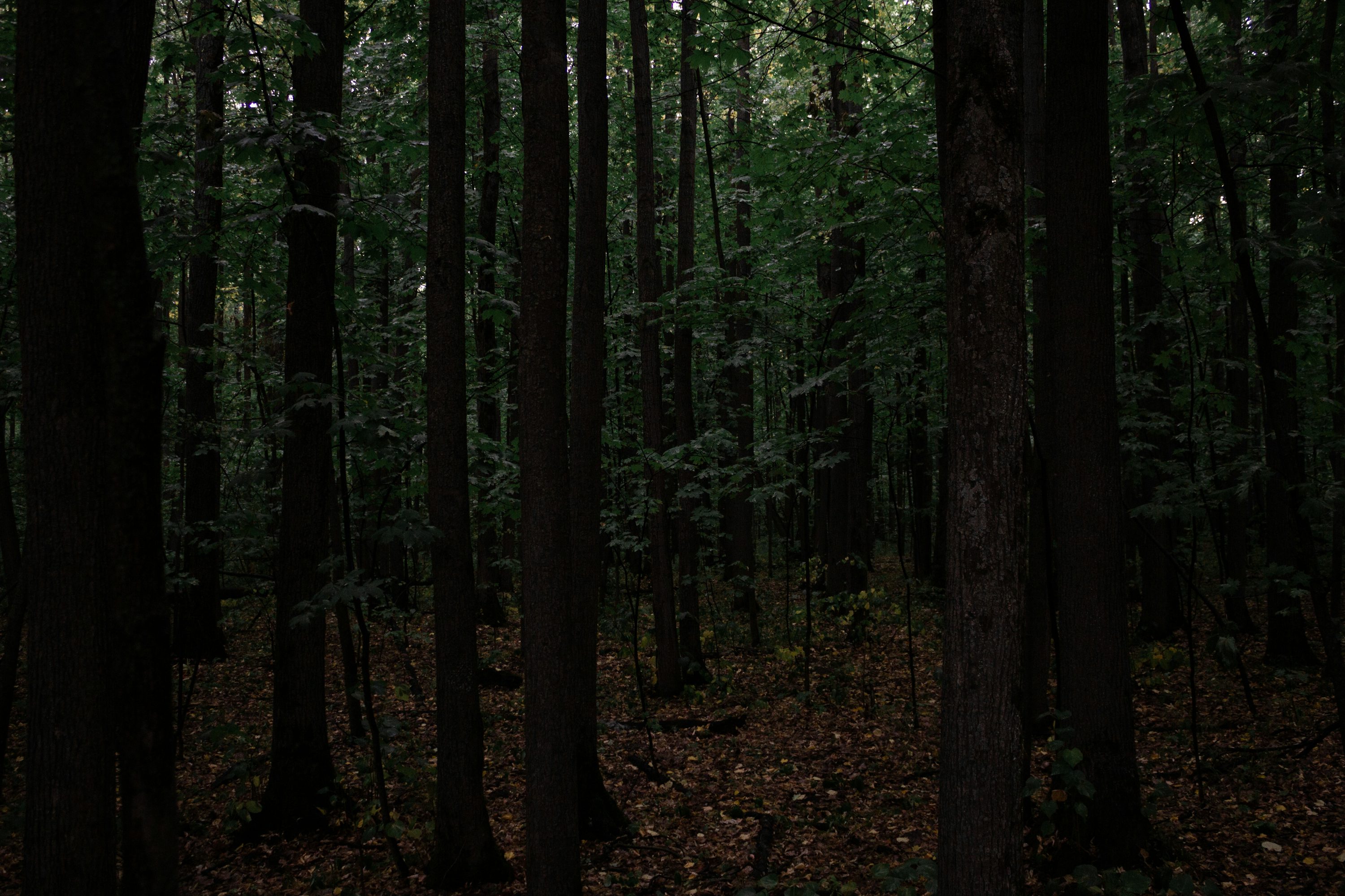 woods image 0021