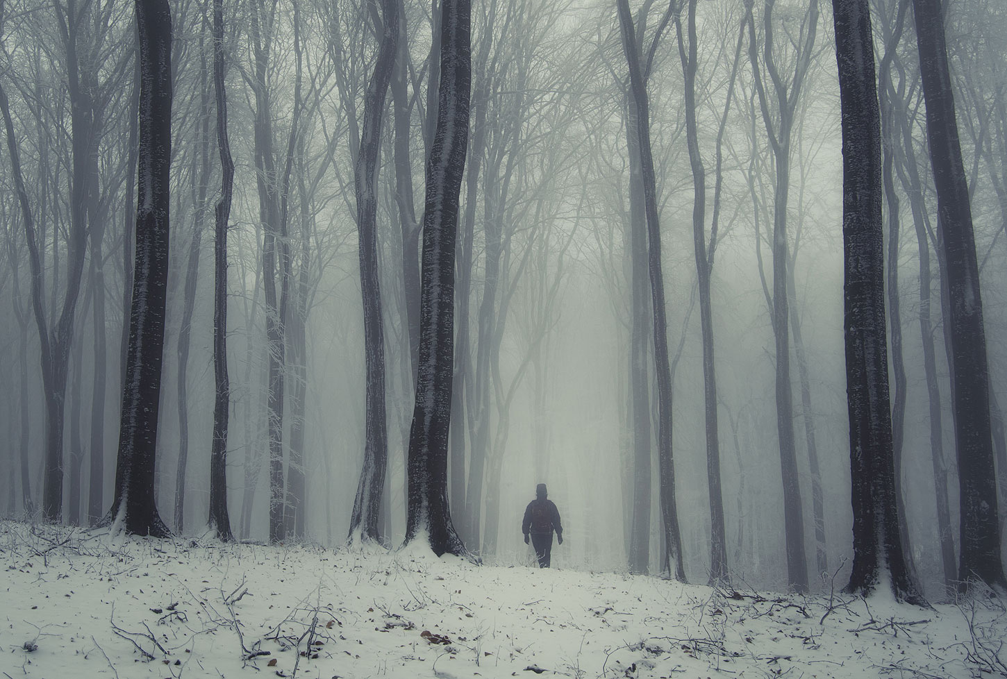 woods image 0022