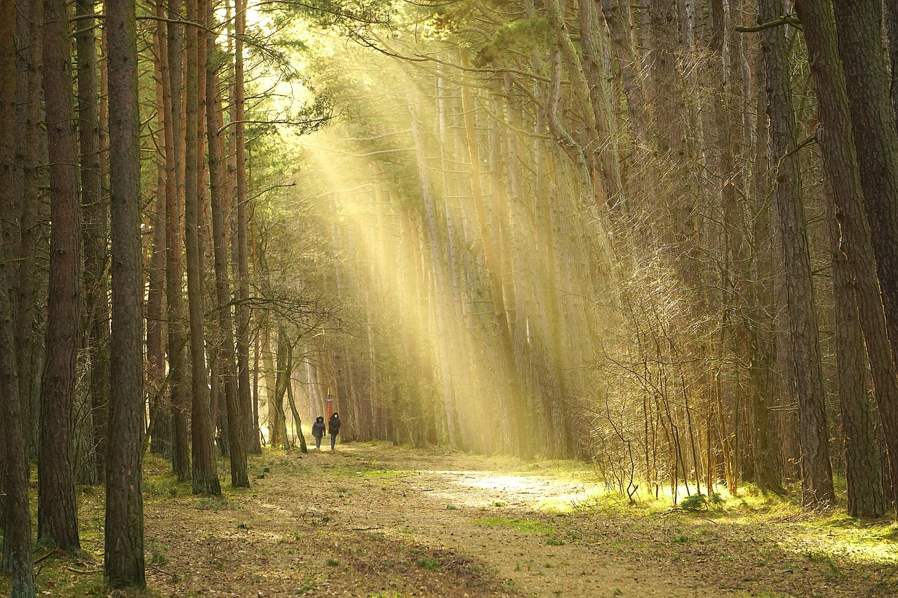 woods image 0024