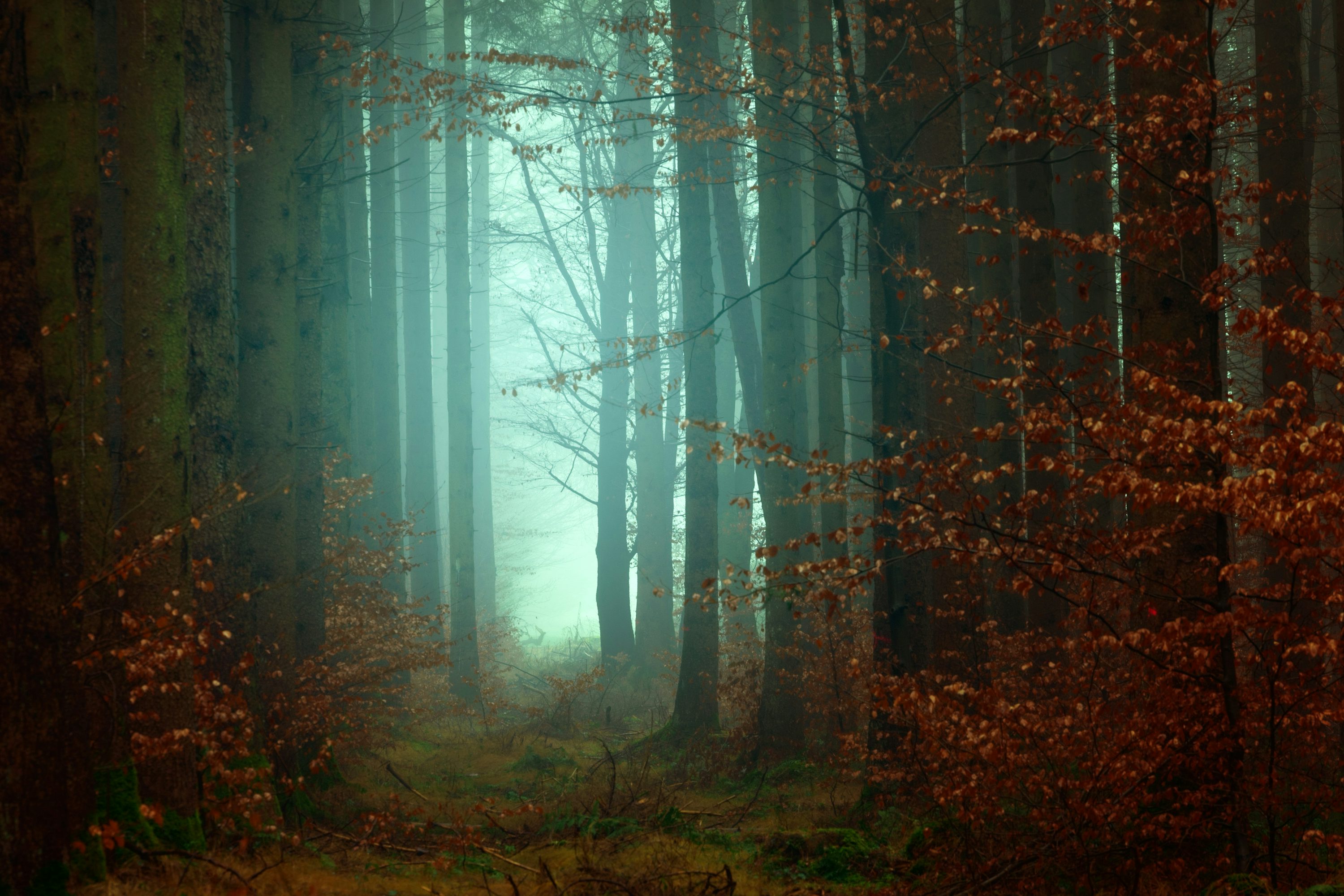 woods image 0028