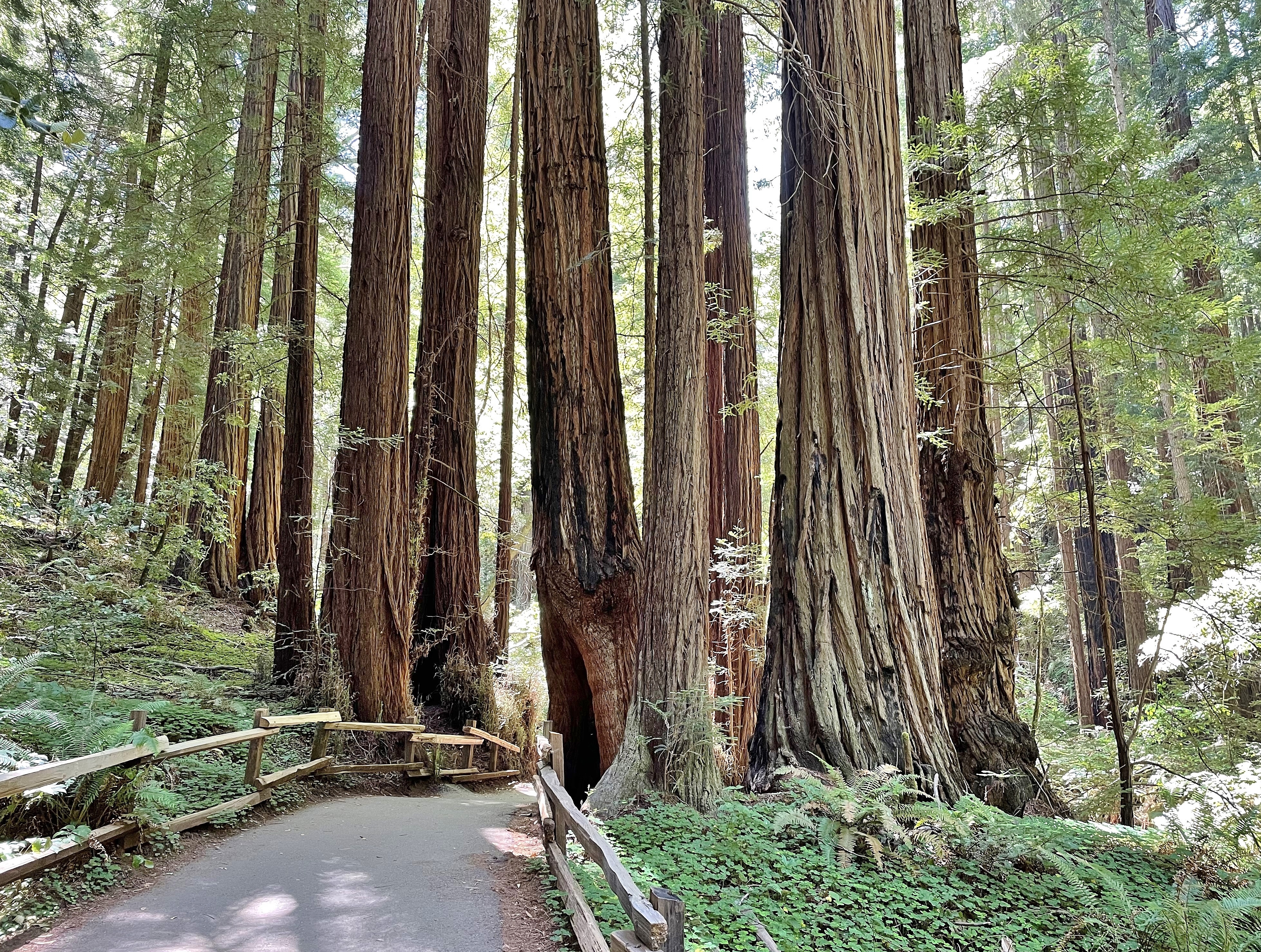 woods image 0031