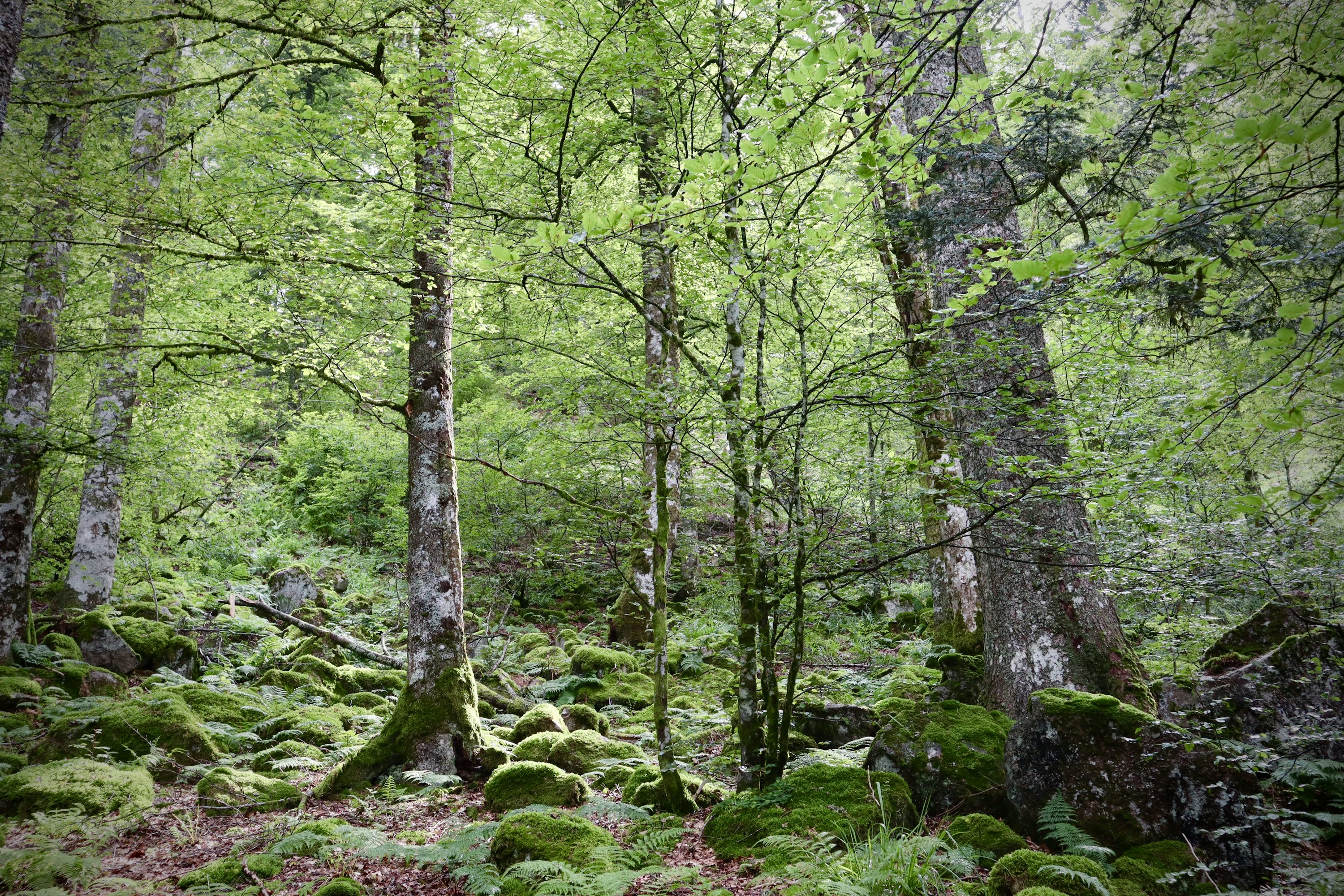 woods image 0034