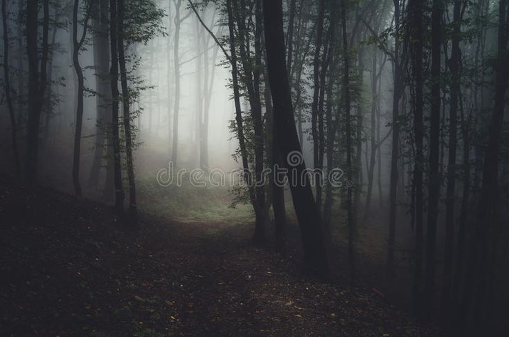 woods image 0035