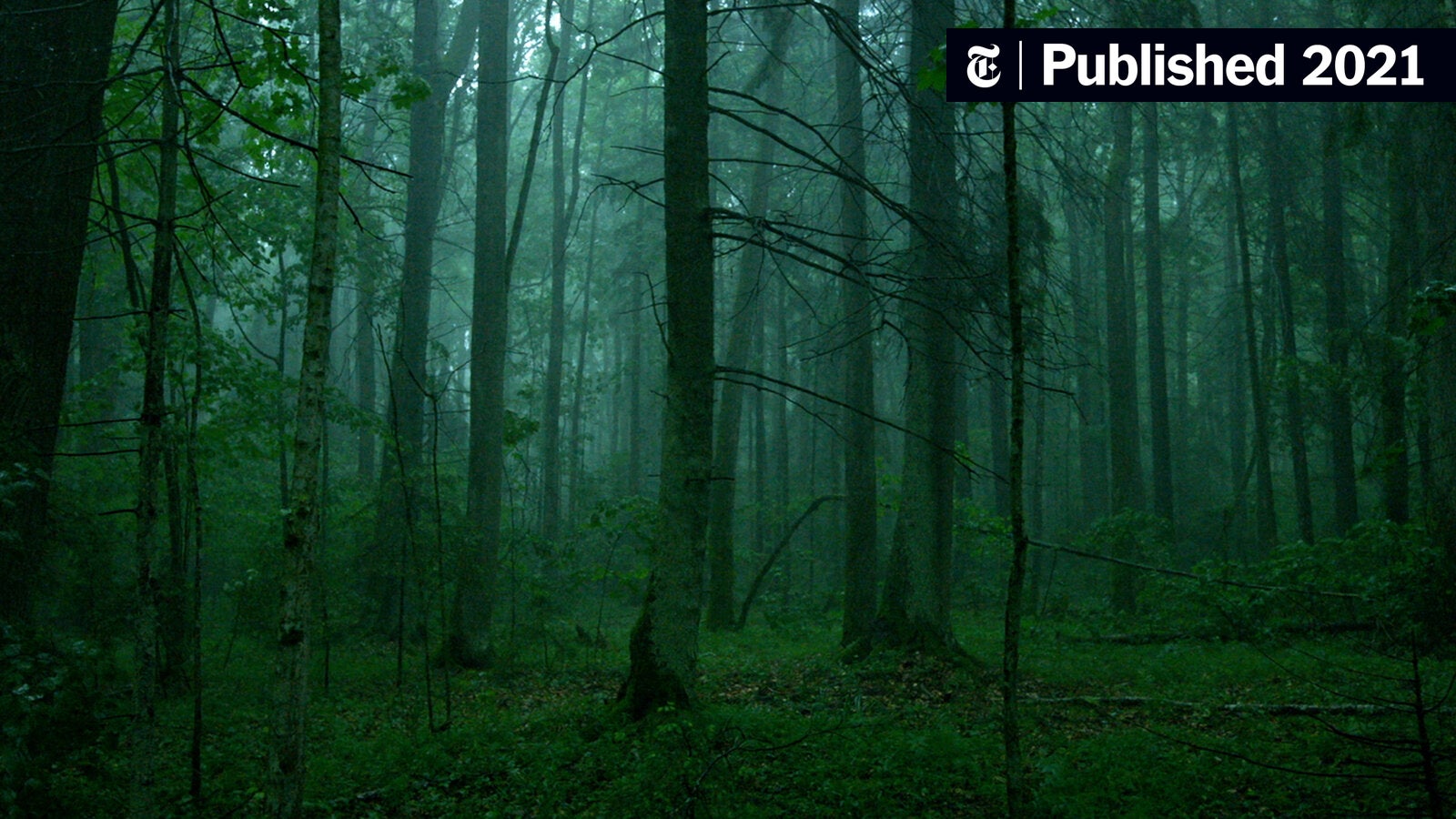 woods image 0037