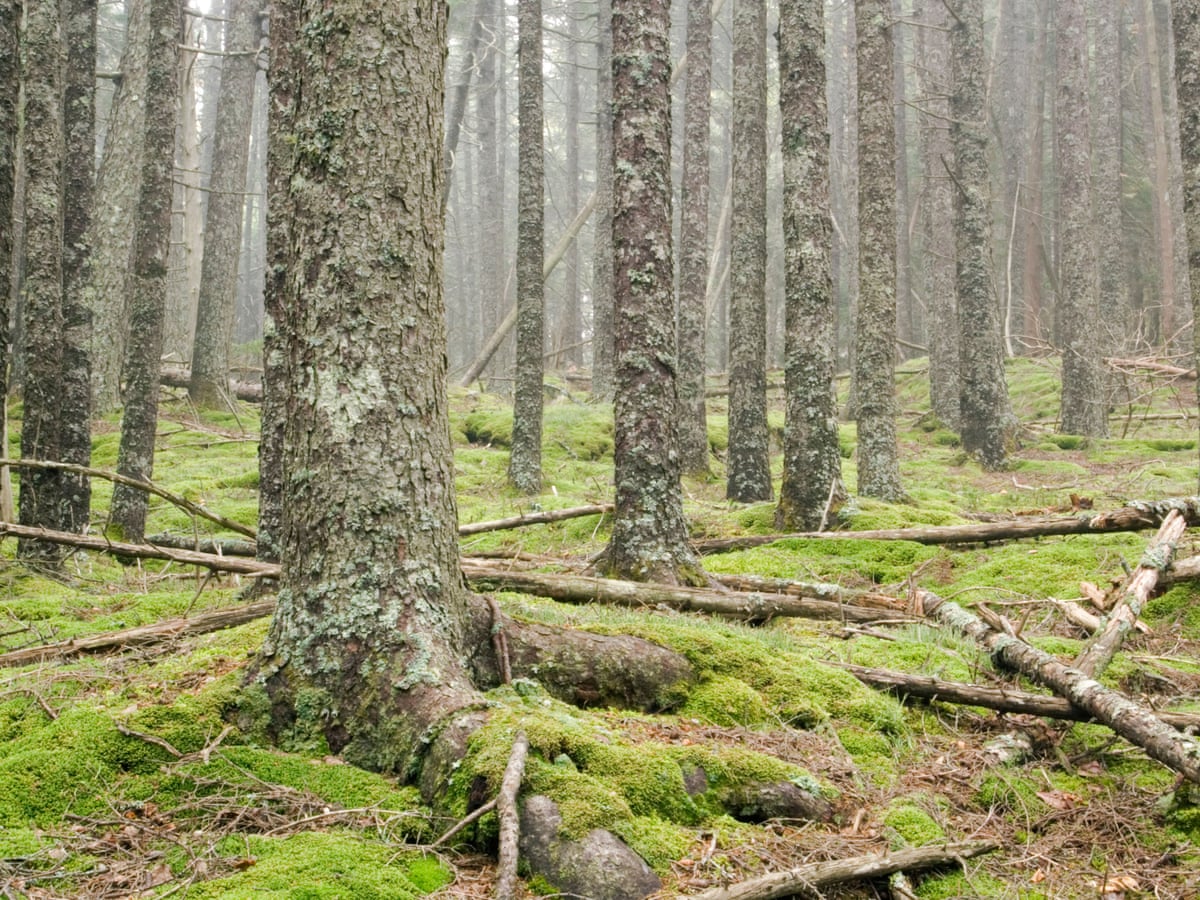 woods image 0039
