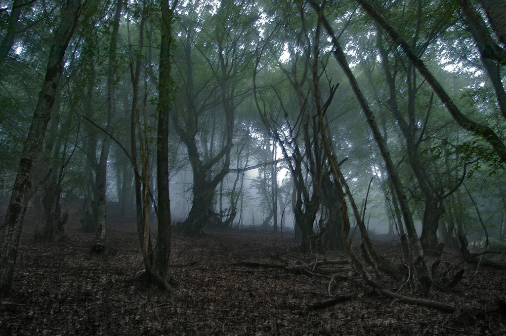 woods image 0041