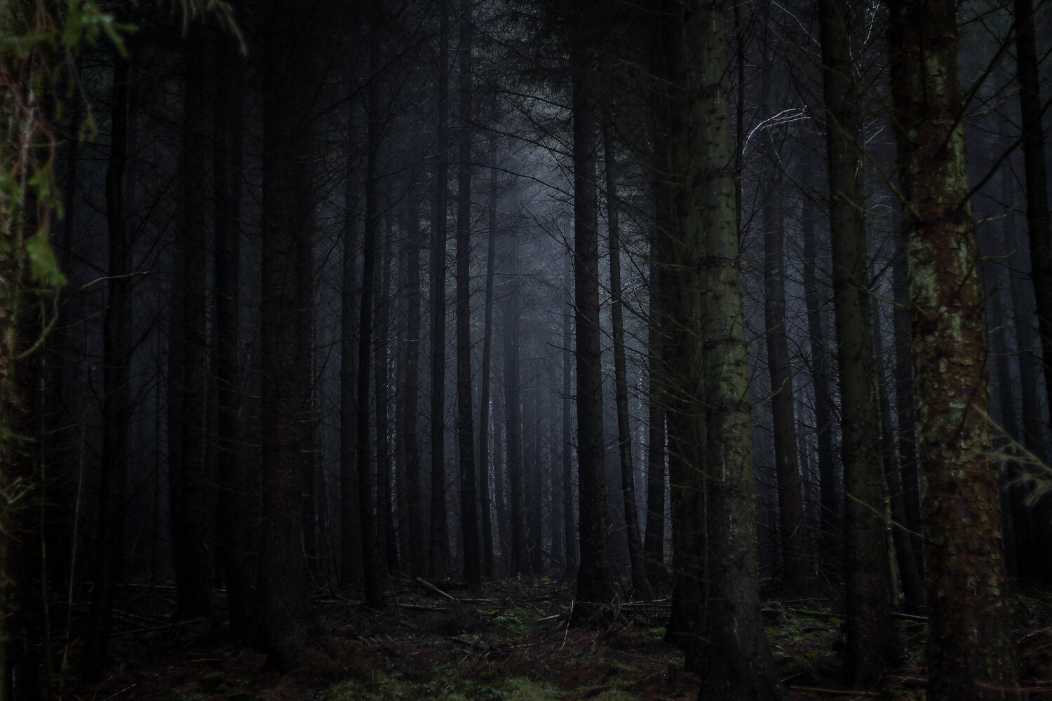 woods image 0042