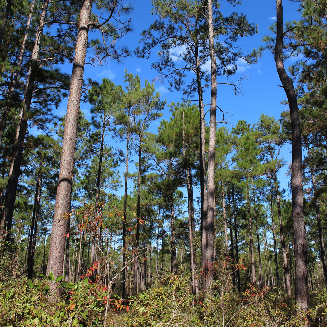 woods image 0043