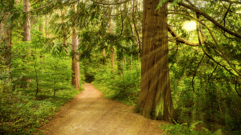 woods image 0045