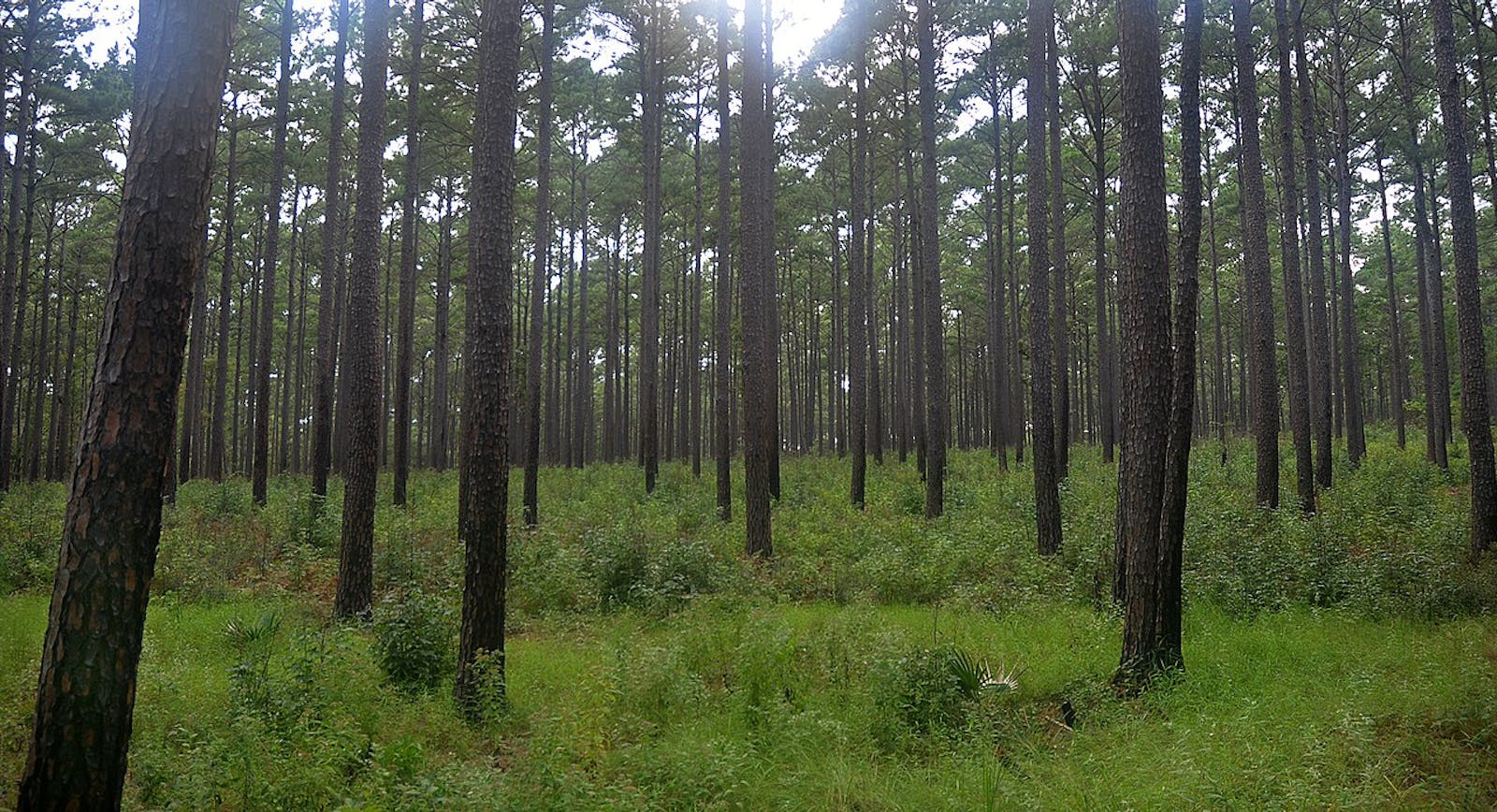 woods image 0047