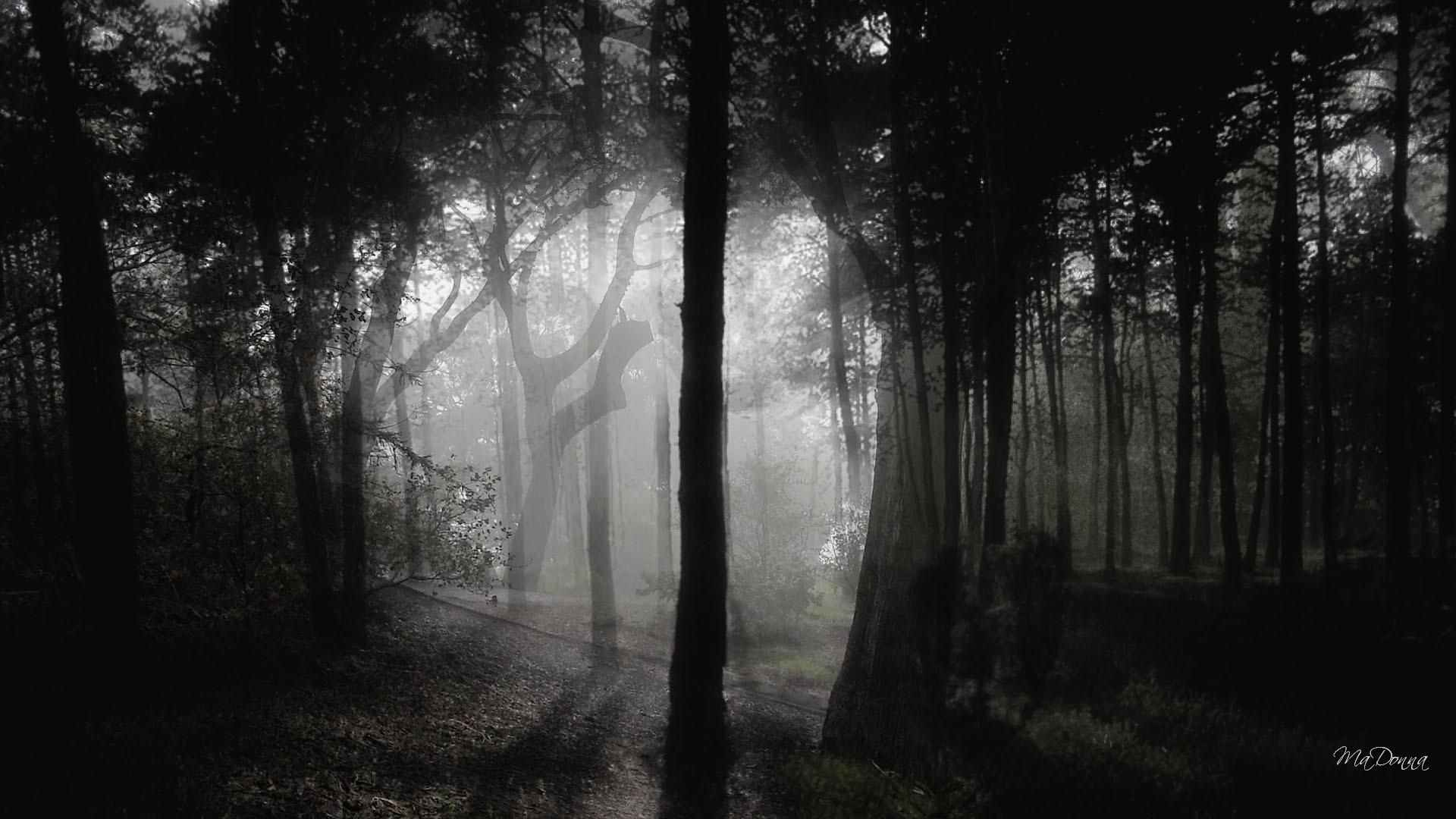woods image 0049