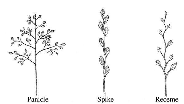 The Basics of Cool-Season Turfgrasses: Growth and Development