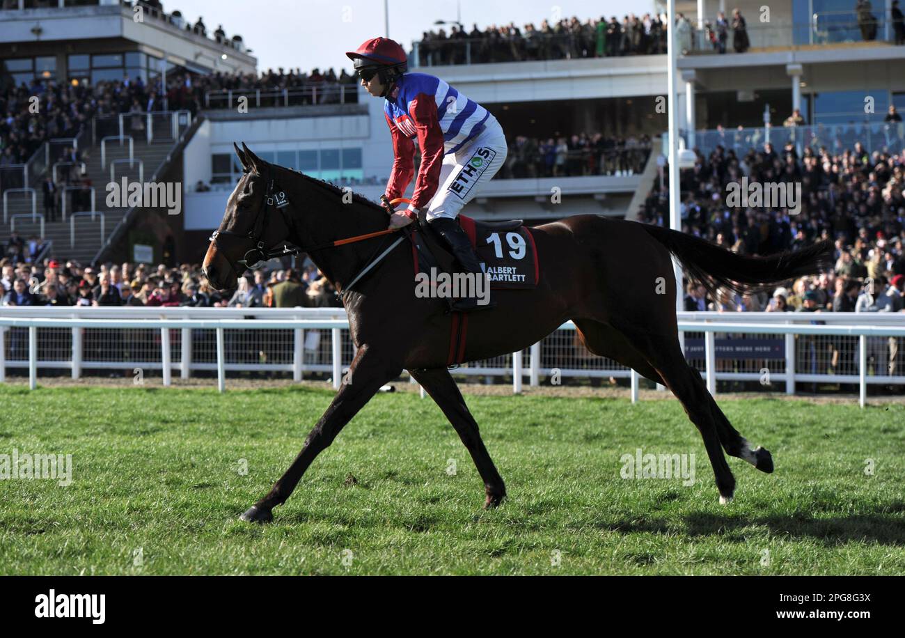 Albert bartlett novices hurdle: electrifying races you can’t miss