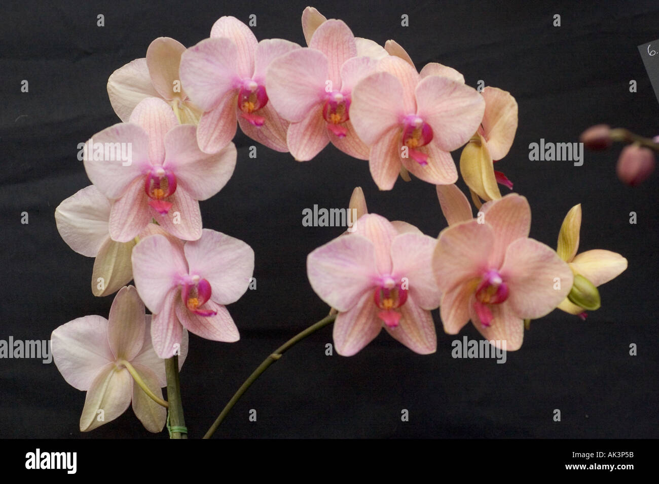 Inspirational beauty of desert orchid showcasing nature’s wonders