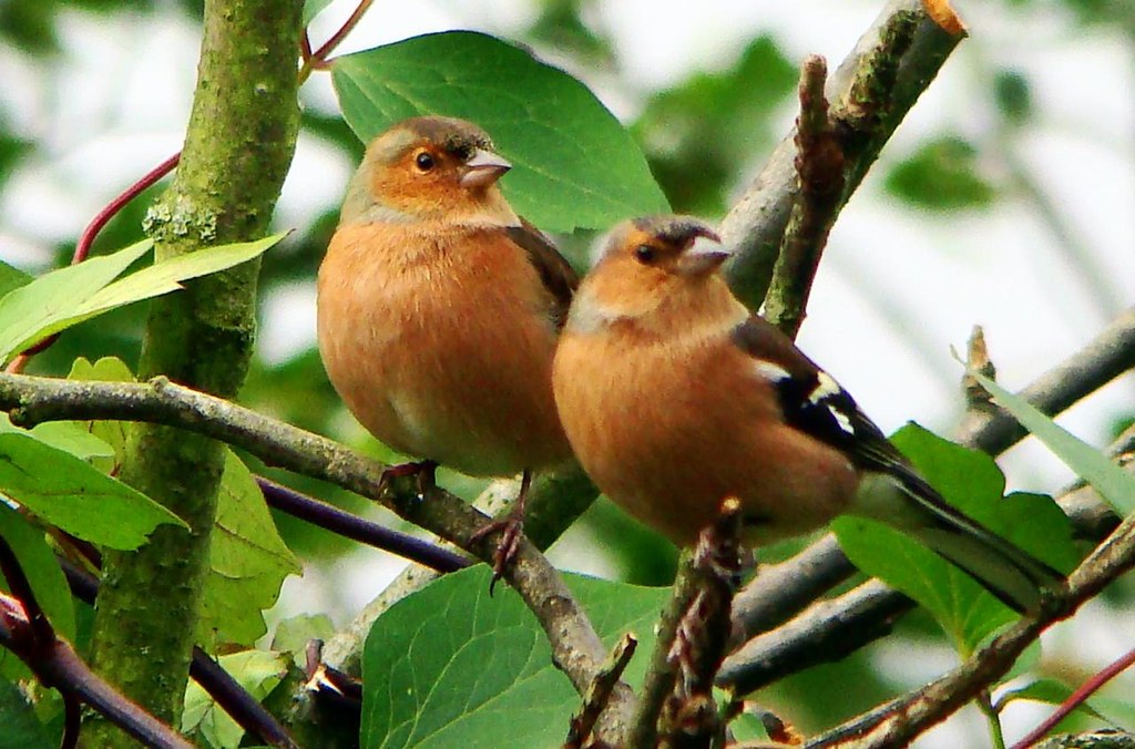 Dickie bird animal facts that will captivate your imagination today