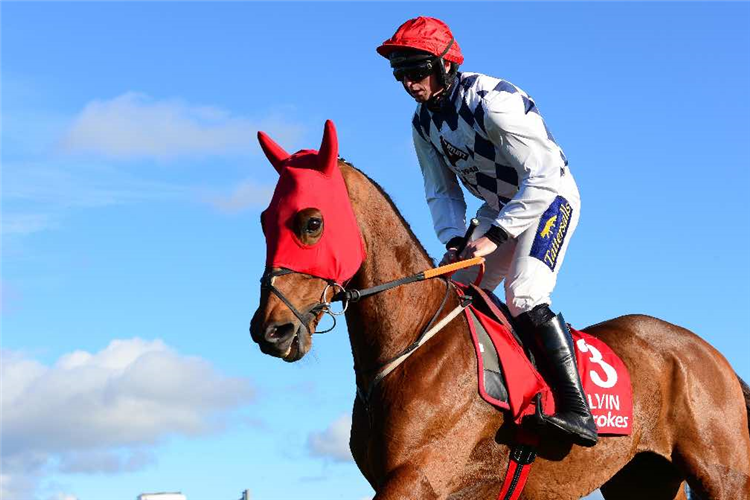 Galvin horse dynamic moments capturing the spirit of equine sports