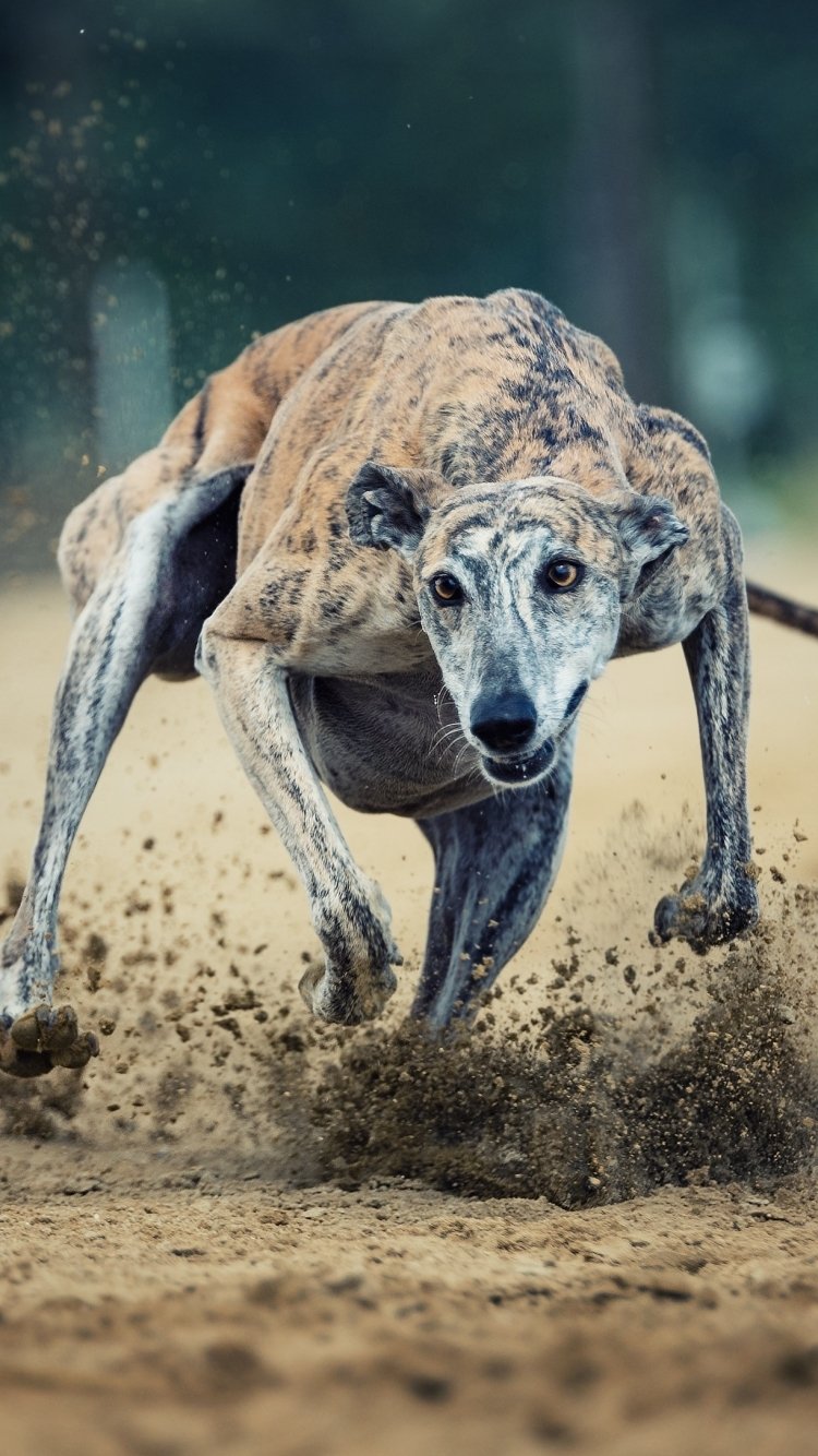 Competitive greyhound wallpaper designs to elevate your space