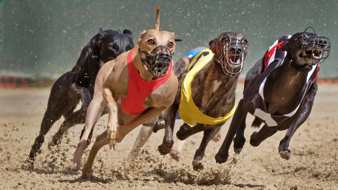 Greyhound racing australia: persevering through thrilling challenges