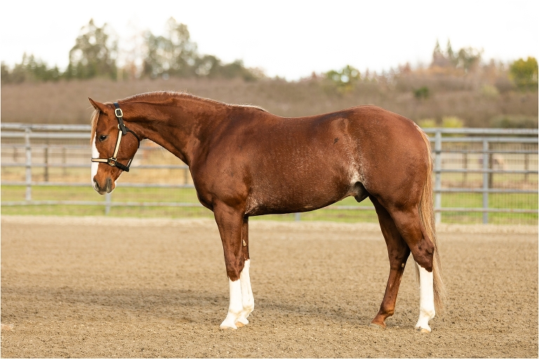 Horse photos for sale: thrilling images to capture your heart