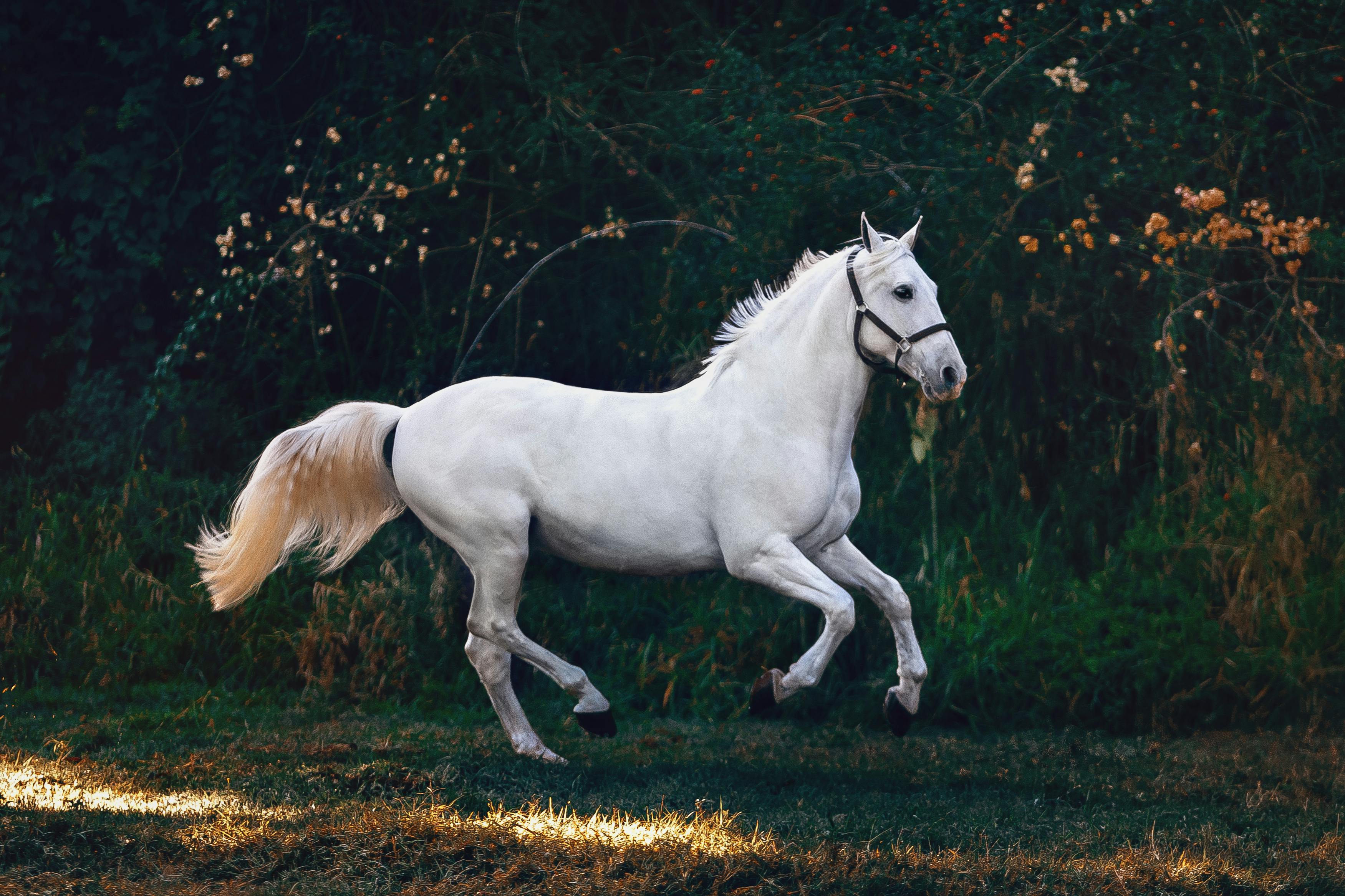 Horse pictures gallery showcasing sophisticated equine beauty and grace