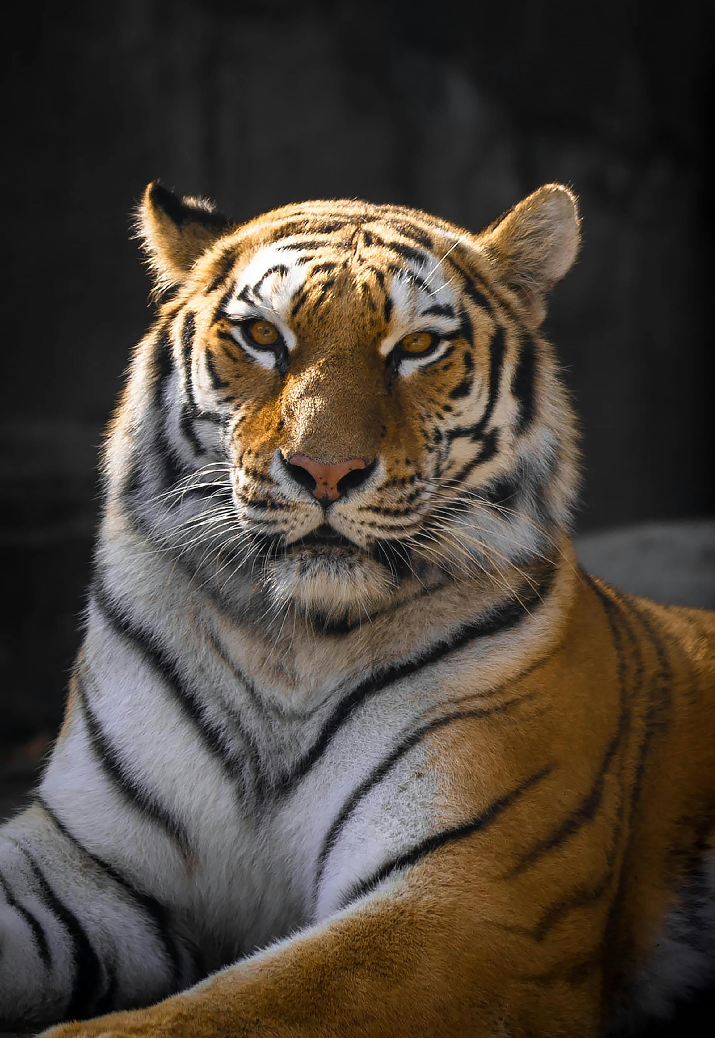 Record-breaking captures of the best tiger photos you must see
