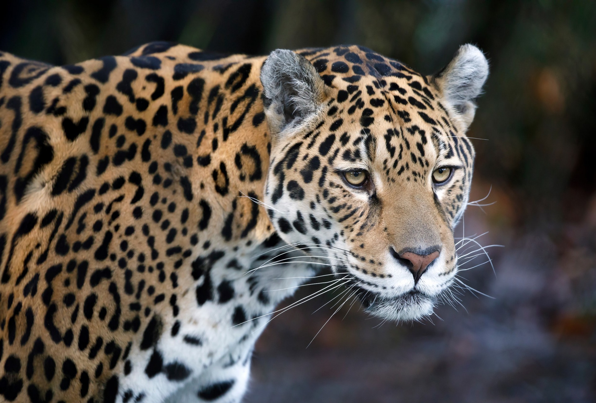 Practical guides to stunning pictures of jaguars in the wild