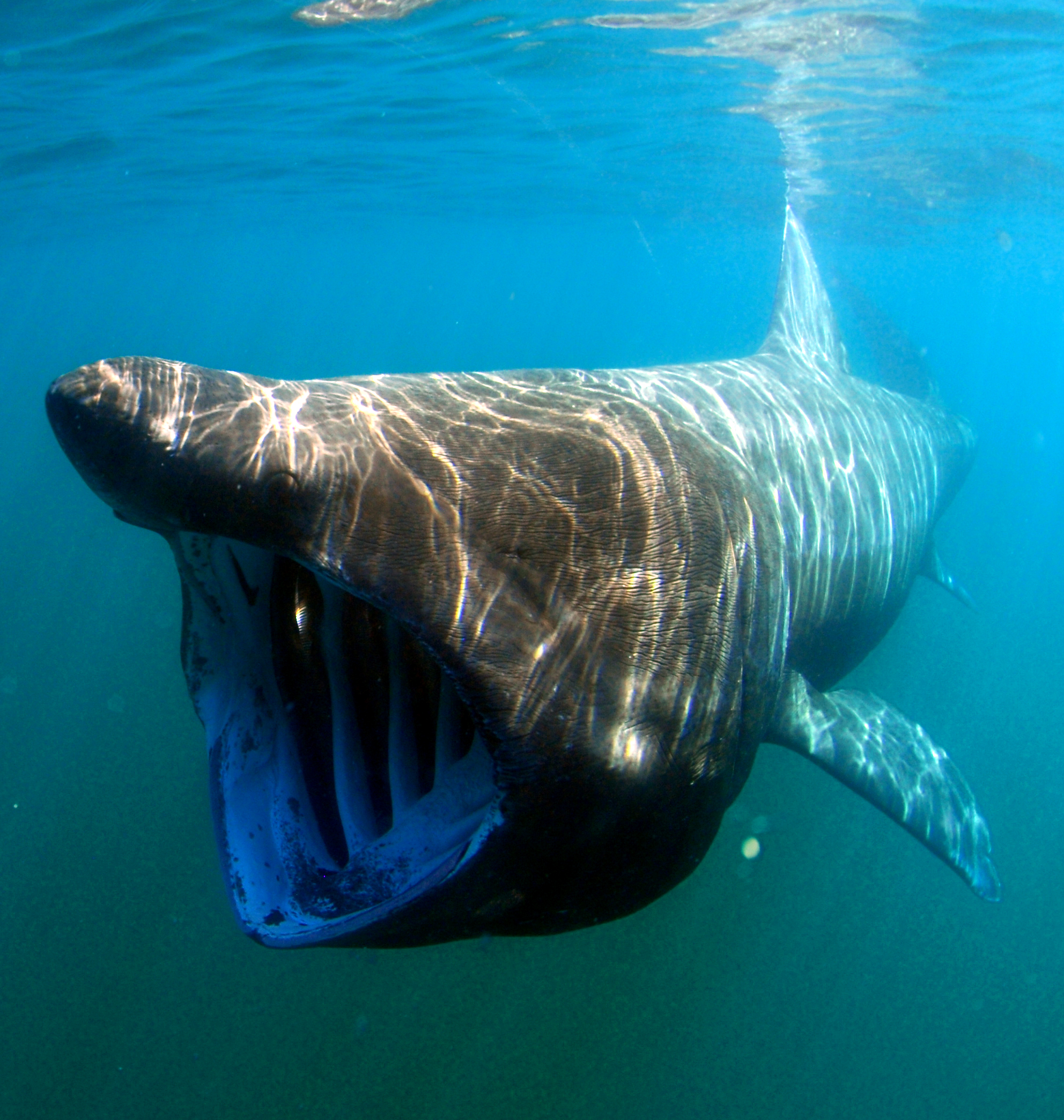 Pictures of a basking shark showcasing its dominant ocean presence