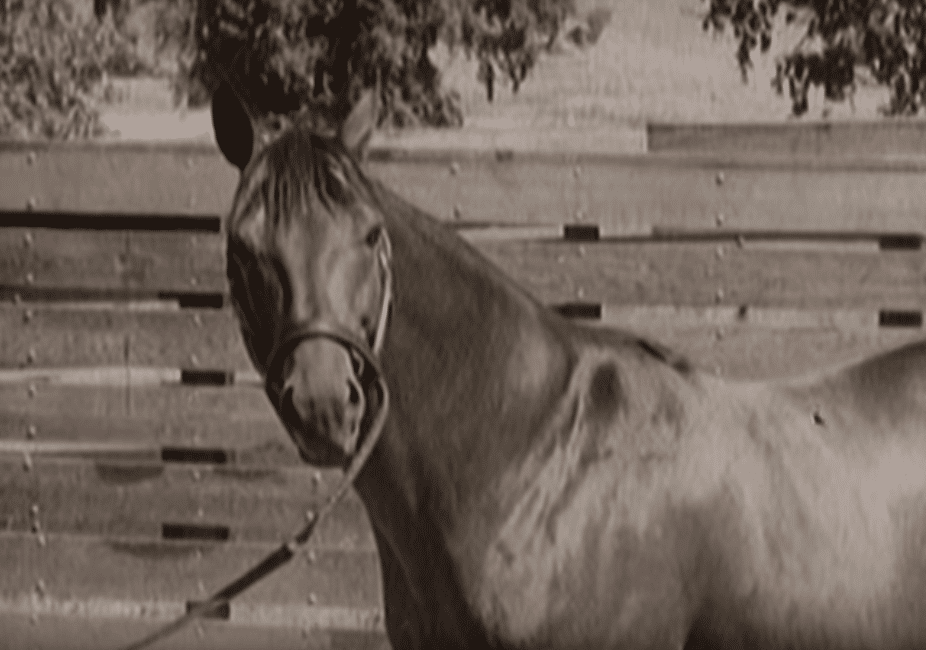 Red pollard birth story and his pioneering journey in horse racing
